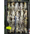 Gefrorener Tintenfisch hinterlassen Tentacles Nototodarus Sloanii 200-300g